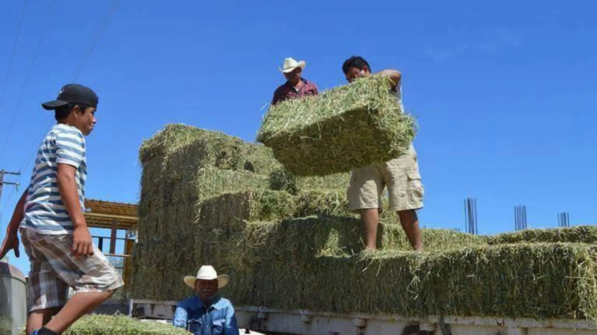 ALFALFA FOTO ARCHIVO oem